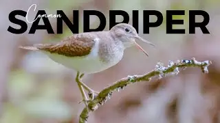 Discover the beauty of the Common Sandpiper: Listen to its early summer song!