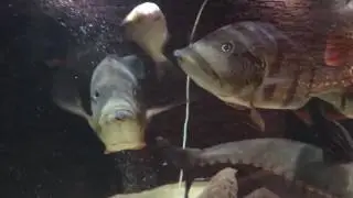 cichla temensis feeding