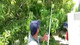 ARS Long Reach Picker/ Pruner