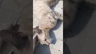 &ldquo;Jab Billi Khud Apni Tareef Kare 😹&rdquo;#CatShorts#FunnyCat#Billi#DesiCat#CatComedy#FunnyAnimals#PetReels