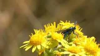 Forester Moths in Lancashire