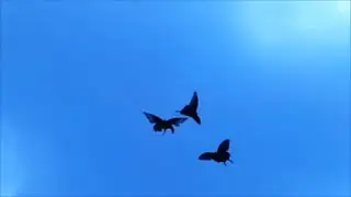 Жажда жизни...Медитативное видео. Бабочки-август 2020г.