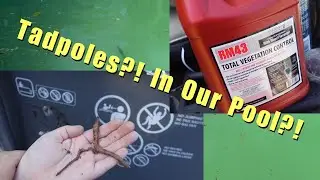 We Opened Our Pool!  It Was a Swamp! Tadpoles + Shocking Results