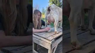Morning Routine - Milking My Dairy Goat Pearl 🥰 #homestead #farmlife