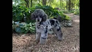 Ellsbeth & Roscoe Mini Teddybear Goldendoodle Puppies Okefeild Acres
