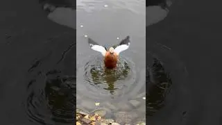 🙋&zwj;♀️🙋&zwj;♀️🙋&zwj;♀️ Московские золотые уточки умеют здороваться