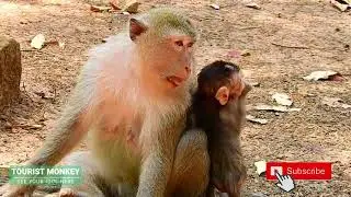 Pigtail monkey want baby Duke, She try to steal Duke from Duchess, She attack monkey Duchess