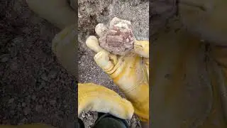 Dusty digging up some geodes at the public dig site at the Dugway Geode beds.