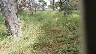 Hill Road Bush Reserve 20240316 1243581