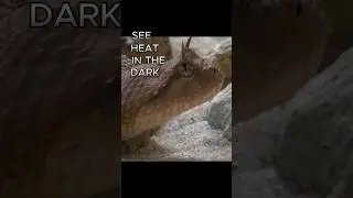 🐍 Snakes: Infrared Hunters
