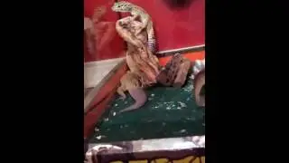 Reptile feeding video