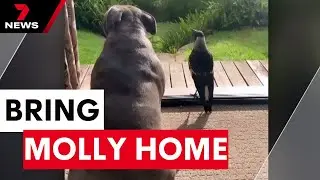 Queensland officials in talks of returning Molly the magpie home | 7 News Australia