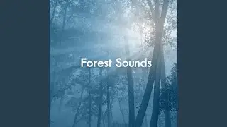 Dark Forest