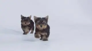 Yorkshire Terrier - HappyDog