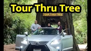 Driving through the Tree Tunnel, tour thru tree in Klamath, CA