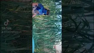 Ninja rebung mari!!!!!!!!!!!