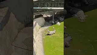 zoobic safari Subic #zoobicsafari #subic #zoo #crocodile