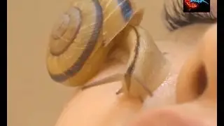 Массаж улитками! Подборка смешных видео - Massage snails! Selection of funny video