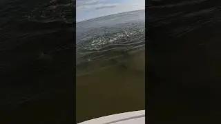 Big school of redfish in NC. #fishing #redfish #outdoors #searching #gopro #subscribers 🤞😁#2023