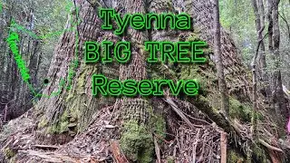 Tyenna Big Tree Reserve TASMANIA