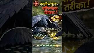 काली बगुला का अनोखा शिकार तरीका | Black Heron Umbrella Hunting | Nature Mystery #shorts2025 #facts