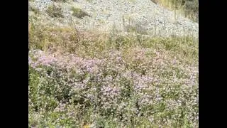 ВЯЗЕЛЬ  (CORONILLA)  сем. Бобовые