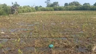 Baru tanam jeruk nipis terkena banjir hhhhh