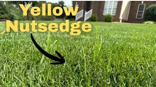The Most Annoying Summer Lawn Weed &mdash; How I Control Yellow Nutsedge | DIY Lawn Coach