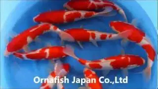 Mano Koi Farm (Tomeizo) Jumbo Tosai Kohaku