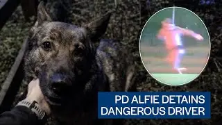 PD Alfie helps detain dangerous driver
