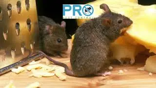 Winter Rodent Control in Canberra | Comprehensive Rat & Mouse Treatments