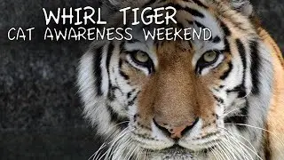 Whirl Amur Tiger - Cat Awareness Weekend