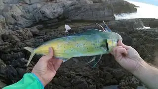 Mahi-Mahi (Dorado) Live strike on Duo Tide Minnow Slim 140 - Lampuga