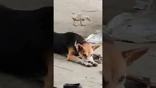লাভলুর খুদা লাগলে কিভাবে খাবার চায়। #bangladesh #dog #love #language #animal #cute #reaction