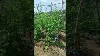 vertical farming #kerala #farming #agriculture#shorts#youtubeshorts#bio#virel