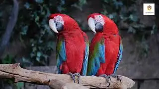 Colorful Animals I The Most Colorful Animals in the World I Beautiful and Unique Colorful Animals