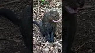 diferença entre jaguarandi e Irará Amsr-nature #animal #felinos #nature