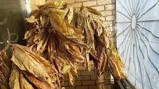 🌱Grows wherever you poke - Super short season, tobacco! 🌿