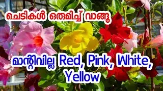 Mandivilla Red, pink, white 🔥🔥 creepers, എല്ലാത്തരം ചെടികളും 🔥🔥