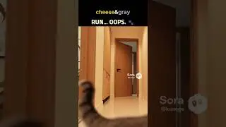 RUN... OOPS. | Cheese & Gray #cats #funny #cute #pets #animals