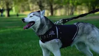 ROGUE ROYALTY WEIGHT VEST