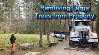 Removing Large Trees on Property