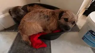 Is your Border Terrier ready to mate? Here's how to tell