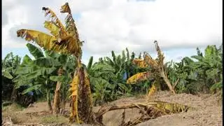 Plagas y enfermedades en pl&aacute;tano