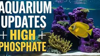 Big Cleaning Day & Saltwater Tank Problems (Reef Update)