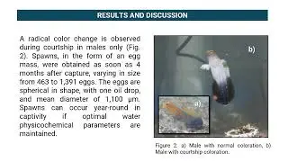 CAPTIVE BREEDING OF Opistognathus rosenblatti: FIRST SUCCESSFUL REARING TO JUVENILE STAGE