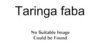 Taringa Faba