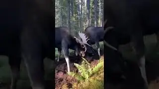 Two GIANT Moose LOCK ANTLERS in Brutal Forest Battle! (Raw Footage) 🤯