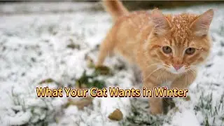 If your cat could speak&hellip; this is what it would say in winter