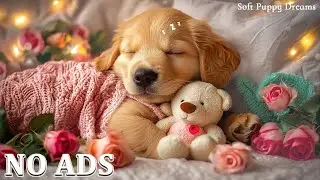 Dog Calming Music 🐶 Separation Anxiety Relief Melody 💖 The Perfect Background for Healing